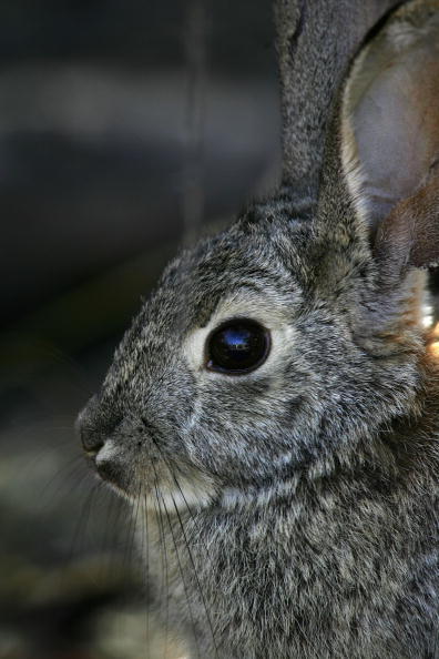 Tularemia (AKA Rabbit Fever) Is on the Rise in Colorado : HEADLINES